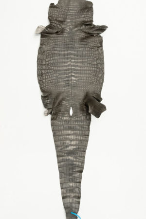 ナイルクロコダイル　グレー 　35