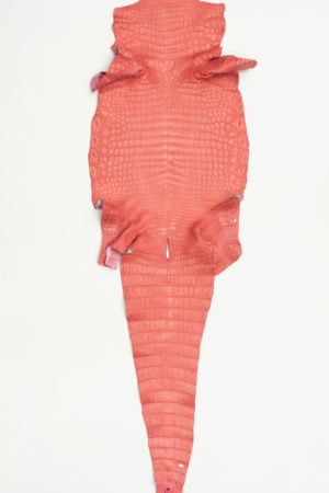 ナイルクロコダイル　フラミンゴ 　38