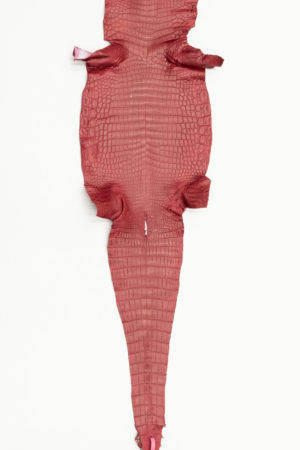 ナイルクロコダイル　カンパリ 　27