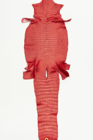 ポロサスクロコダイル　フレームレッド　37