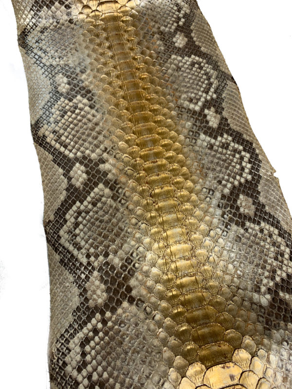 ゴールドグラデーション440㎝