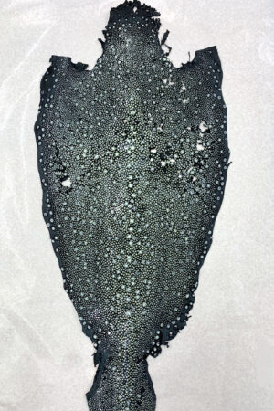 #1 エイ革　イバラエイ（梅花皮・スタースティングレイ）　ブラック　12インチ