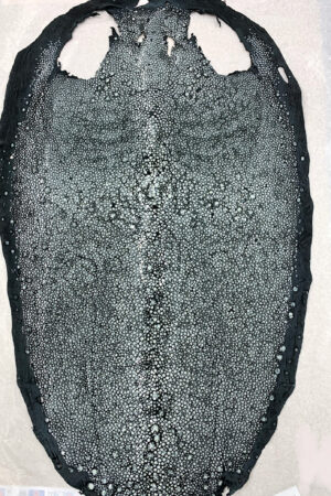 #10 エイ革　イバラエイ（梅花皮・スタースティングレイ）　ブラック     17インチ