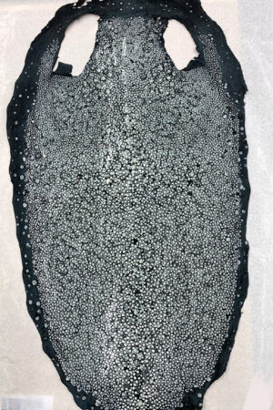 #11 エイ革　イバラエイ（梅花皮・スタースティングレイ）　ブラック     15インチ