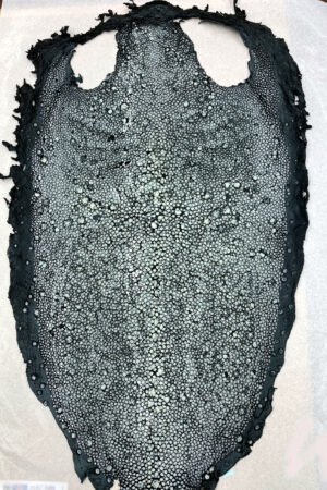 #12 エイ革　イバラエイ（梅花皮・スタースティングレイ）　ブラック     15インチ