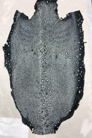 #14 エイ革　イバラエイ（梅花皮・スタースティングレイ）　ブラック     15インチ