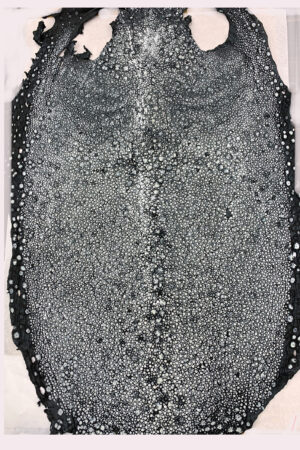 #15 エイ革　イバラエイ（梅花皮・スタースティングレイ）　ブラック     20インチ