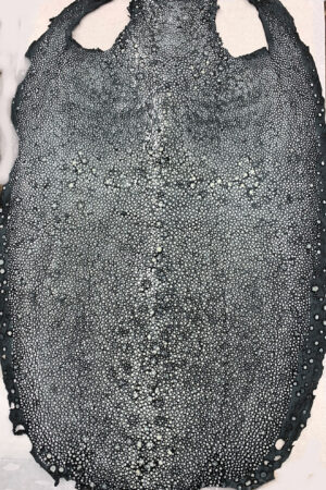 #16 エイ革　イバラエイ（梅花皮・スタースティングレイ）　ブラック     20インチ