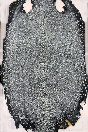 #17 エイ革　イバラエイ（梅花皮・スタースティングレイ）　ブラック     20インチ