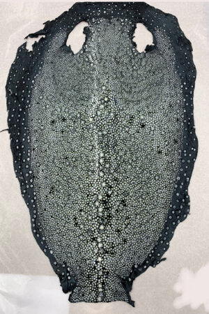 #18 エイ革　イバラエイ（梅花皮・スタースティングレイ）　ブラック     13インチ