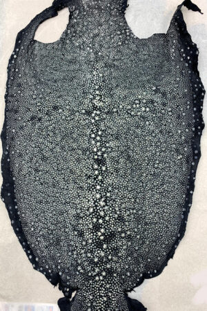 #2 エイ革　イバラエイ（梅花皮・スタースティングレイ）　ネイビー     18インチ