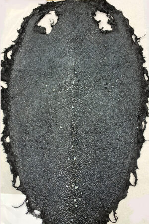 #20 エイ革　イバラエイ（梅花皮・スタースティングレイ）　ブラック     17インチ