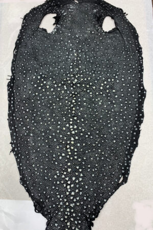 #21 エイ革　イバラエイ（梅花皮・スタースティングレイ）　ブラック     16インチ