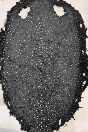 #22 エイ革　イバラエイ（梅花皮・スタースティングレイ）　ブラック     17インチ