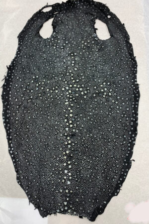 #24 エイ革　イバラエイ（梅花皮・スタースティングレイ）　ブラック     16インチ