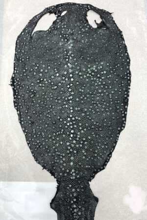 #27 エイ革　イバラエイ（梅花皮・スタースティングレイ）　ブラック     15インチ