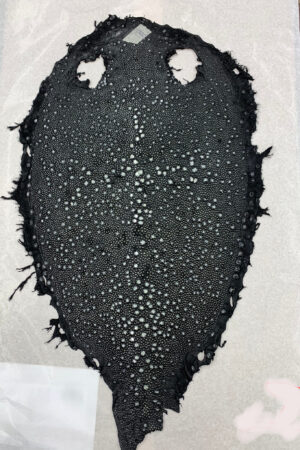 #28 エイ革　イバラエイ（梅花皮・スタースティングレイ）　ブラック     14インチ