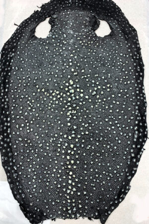 #29 エイ革　イバラエイ（梅花皮・スタースティングレイ）　ブラック     17インチ