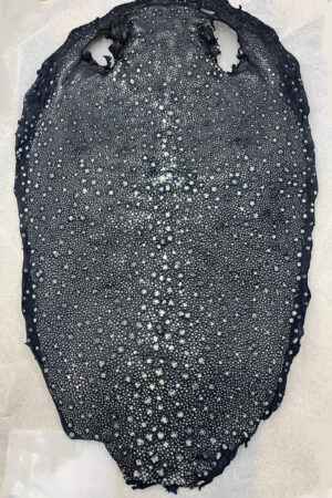 #3 エイ革　イバラエイ （梅花皮・スタースティングレイ）　ネイビー     18インチ