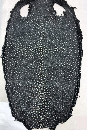 #30 エイ革　イバラエイ（梅花皮・スタースティングレイ）　ブラック     16インチ