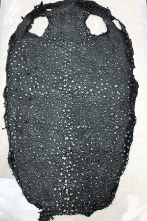 #31 エイ革　イバラエイ（梅花皮・スタースティングレイ）　ブラック     16インチ