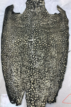 #4 エイ革　イバラエイ（梅花皮・スタースティングレイ）　グレー     18インチ