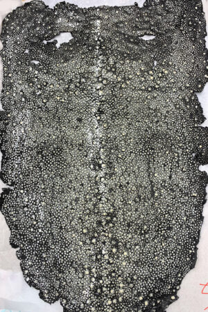 #5 エイ革　イバラエイ（梅花皮・スタースティングレイ）　ブラック     20インチ