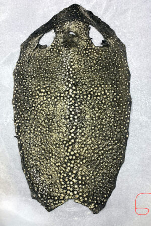 #6 エイ革　イバラエイ（梅花皮・スタースティングレイ）　グレー     13インチ