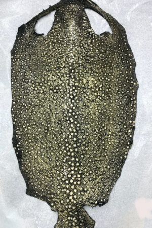 #7 エイ革　イバラエイ（梅花皮・スタースティングレイ）　グレー     15インチ