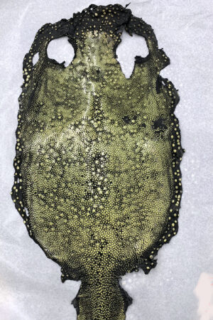 #8 エイ革　イバラエイ（梅花皮・スタースティングレイ）　ブラックB     13インチ