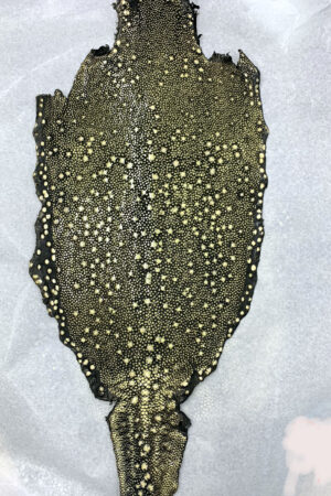 #9 エイ革　イバラエイ（梅花皮・スタースティングレイ）　グレー     12インチ