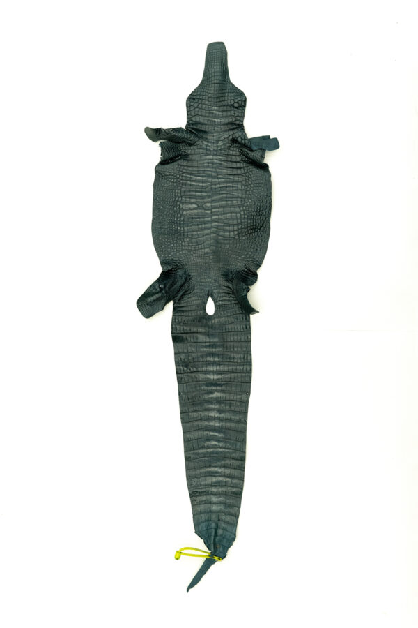 アリゲーター マットグリーン