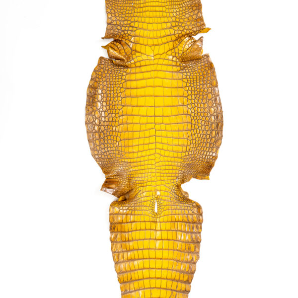 ラージクロコダイル　Crocodylus novaeguineae