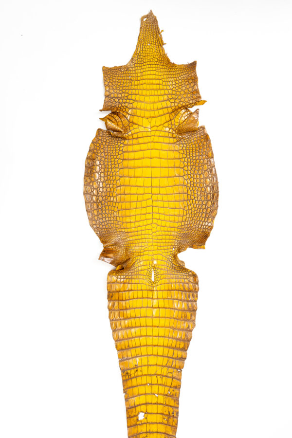 ラージクロコダイル　Crocodylus novaeguineae