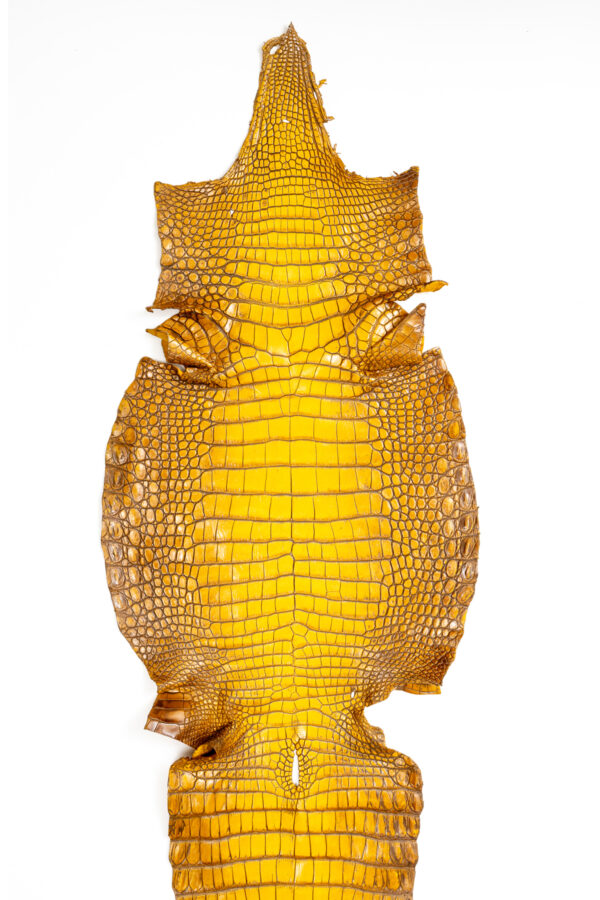 ラージクロコダイル　Crocodylus novaeguineae