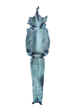 ポロサス　オーロラバイオレット